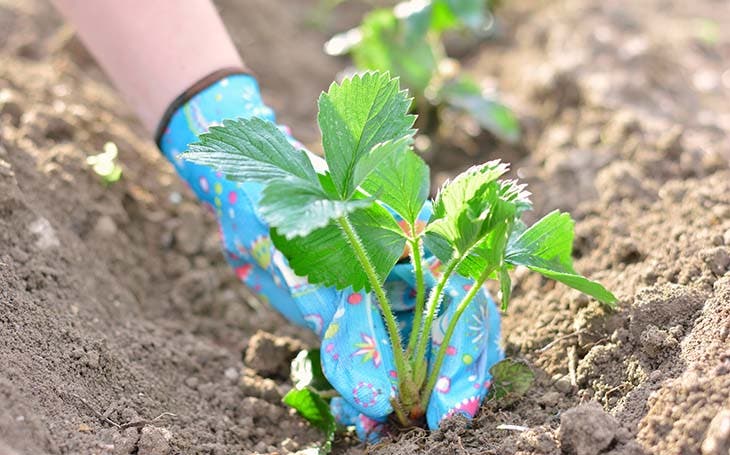 Planter un plant de fraises - source : spm