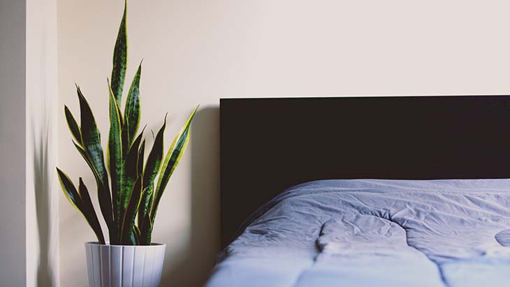 Plante qui aide à mieux dormir