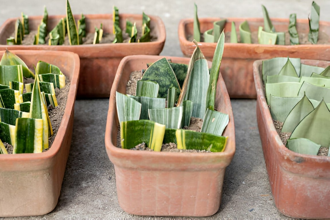 Bouturage de feuilles de sansevieria