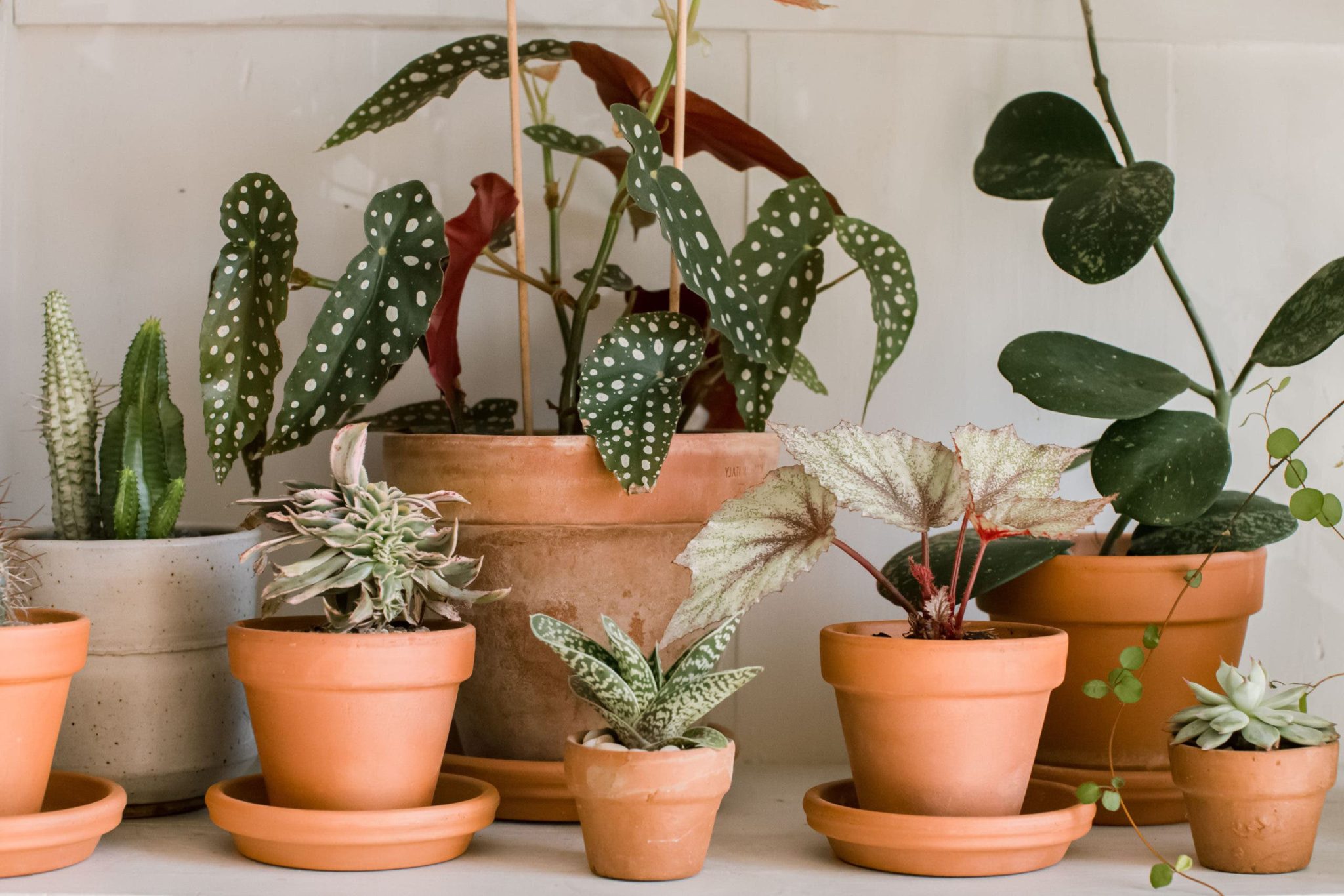 Plantes dépolluantes