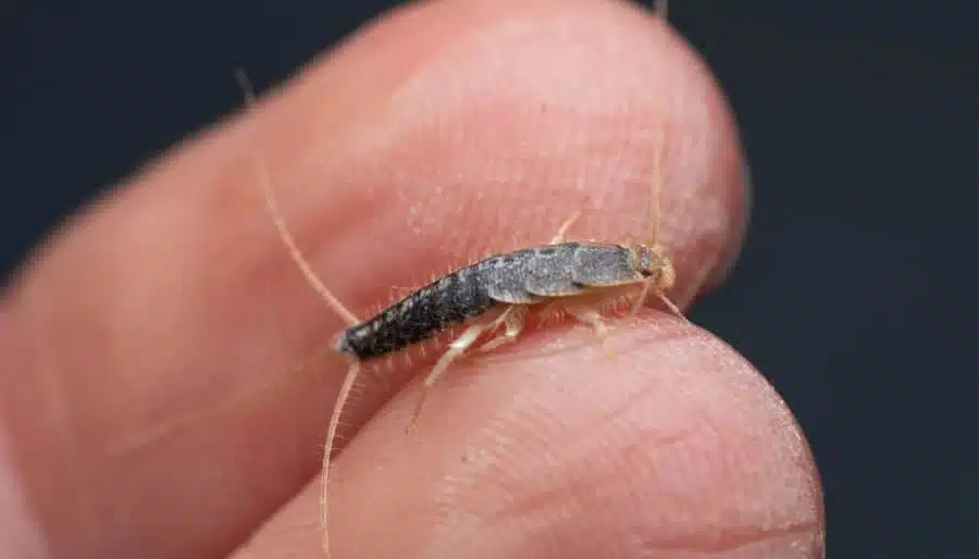 Poisson d'argent sur une main