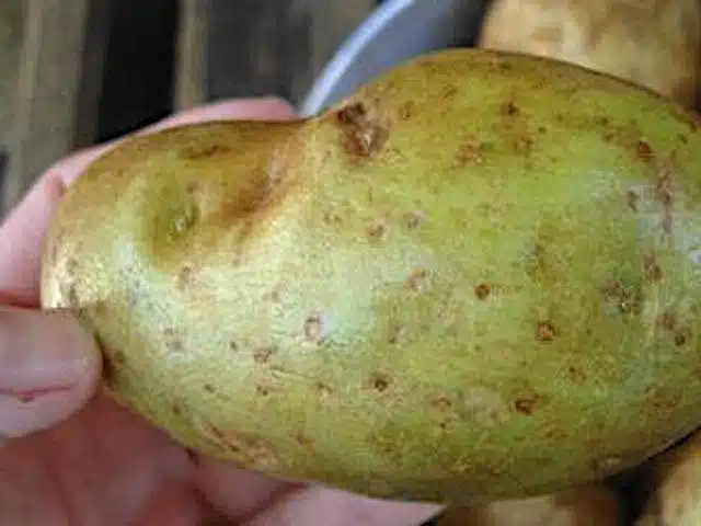 Pommes de terre présentant une coloration verte