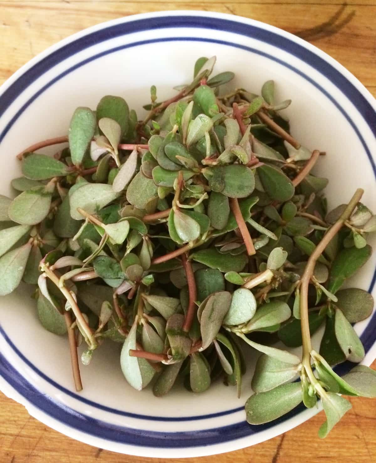 Bouquet de pourpier frais