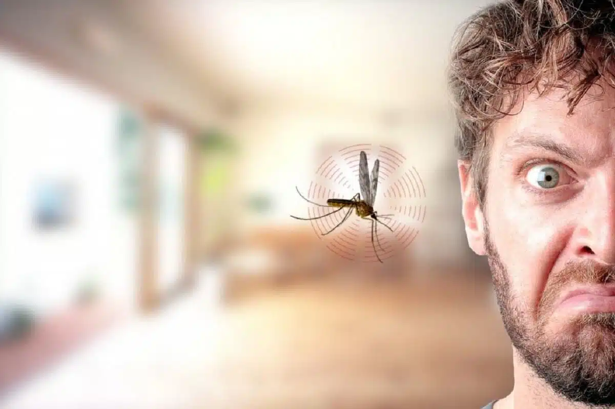 Moustique volant près d'une oreille