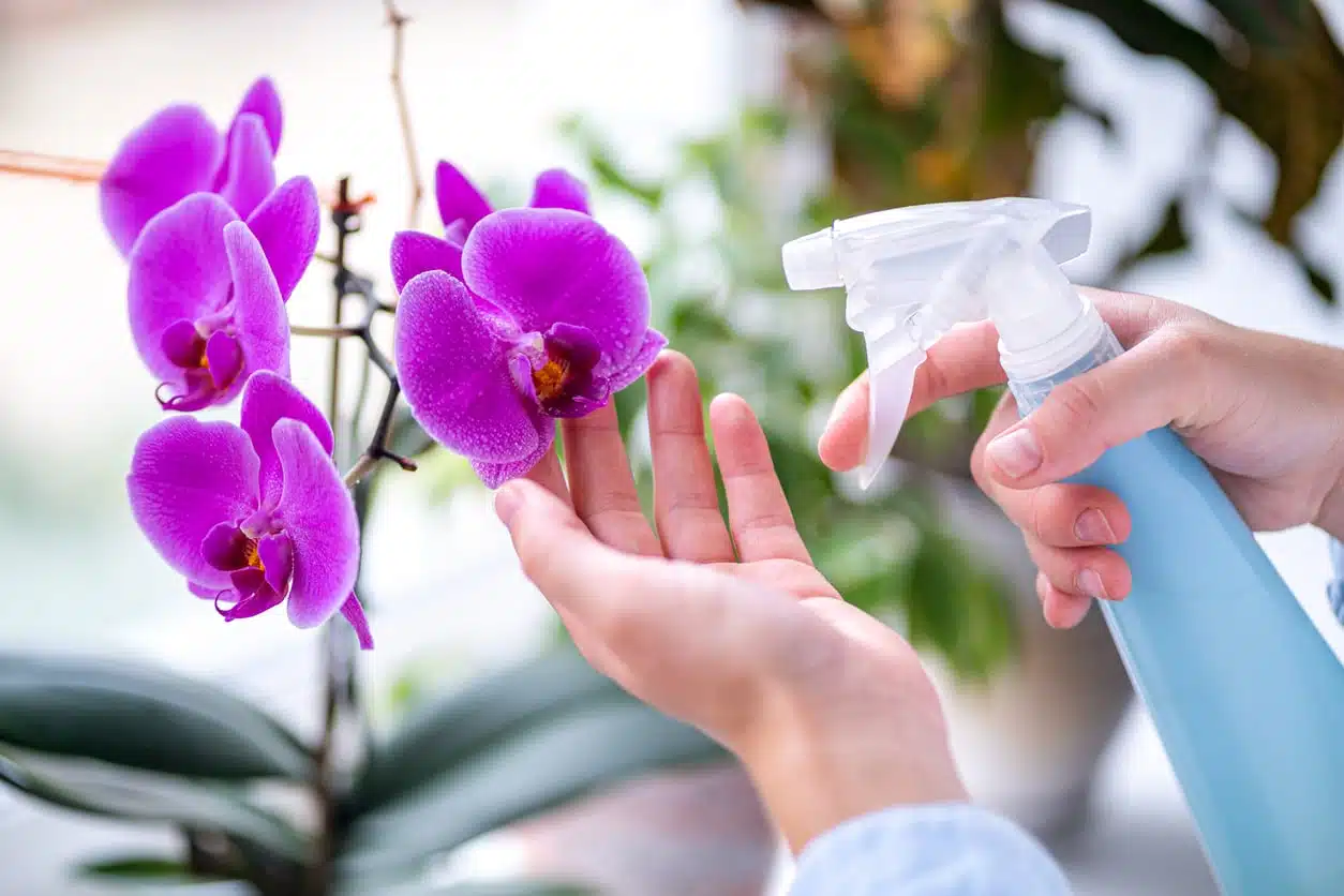 Soins quotidiens pour une orchidée