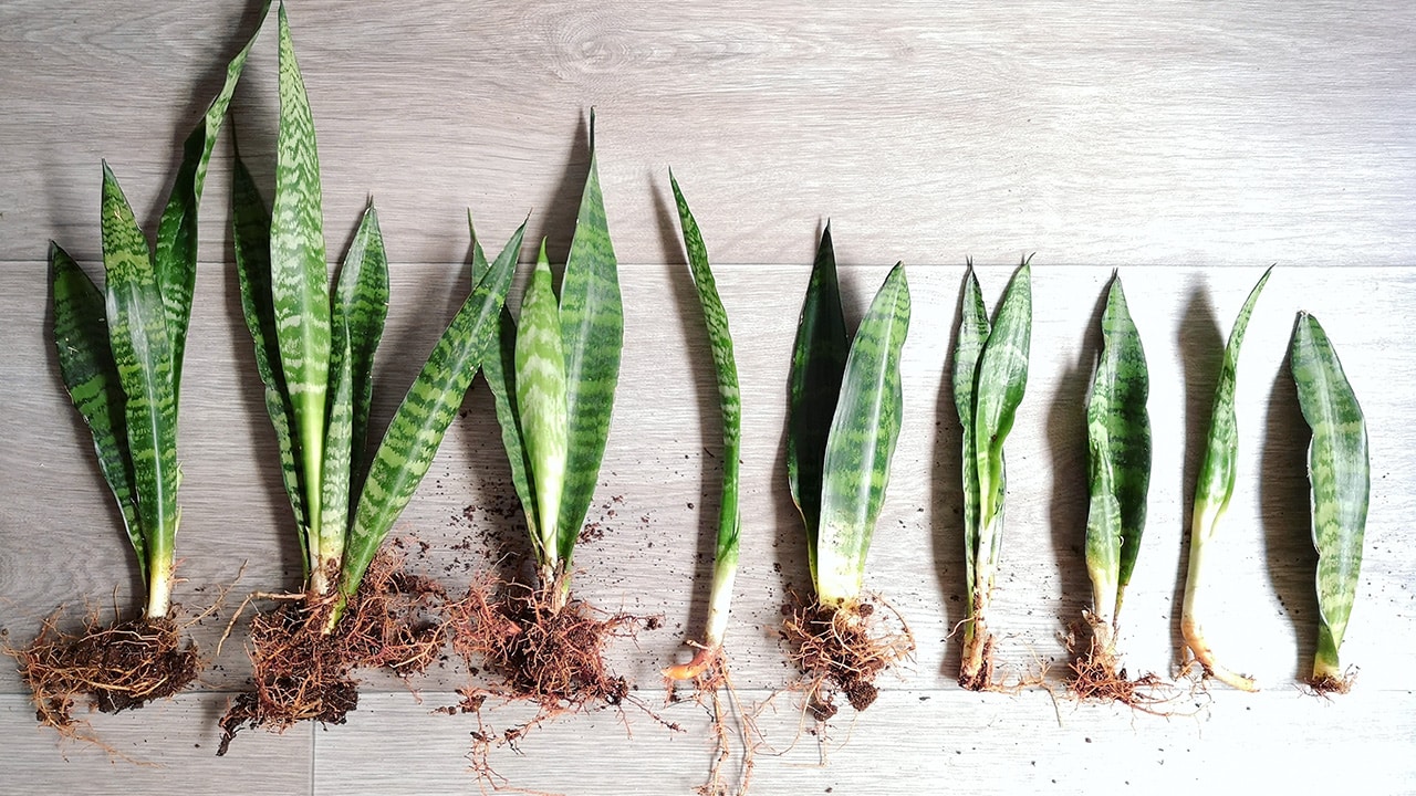 Multiplication par division de sansevieria