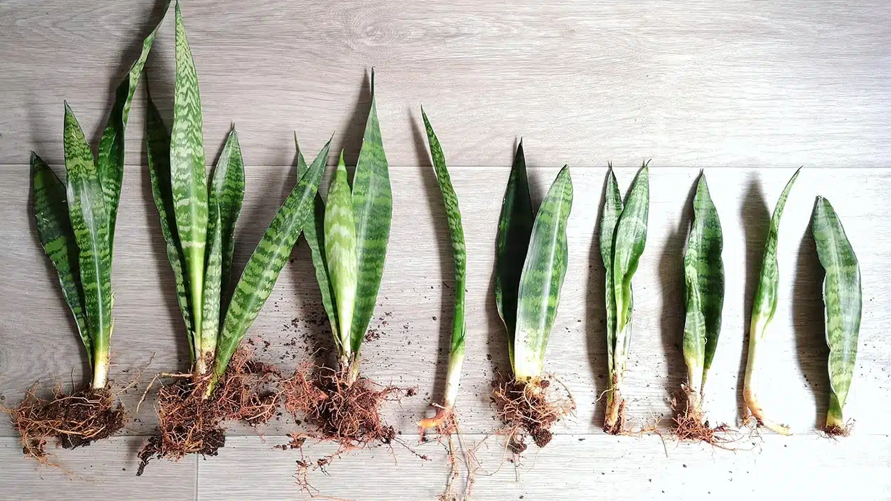 Multiplication par division de sansevieria