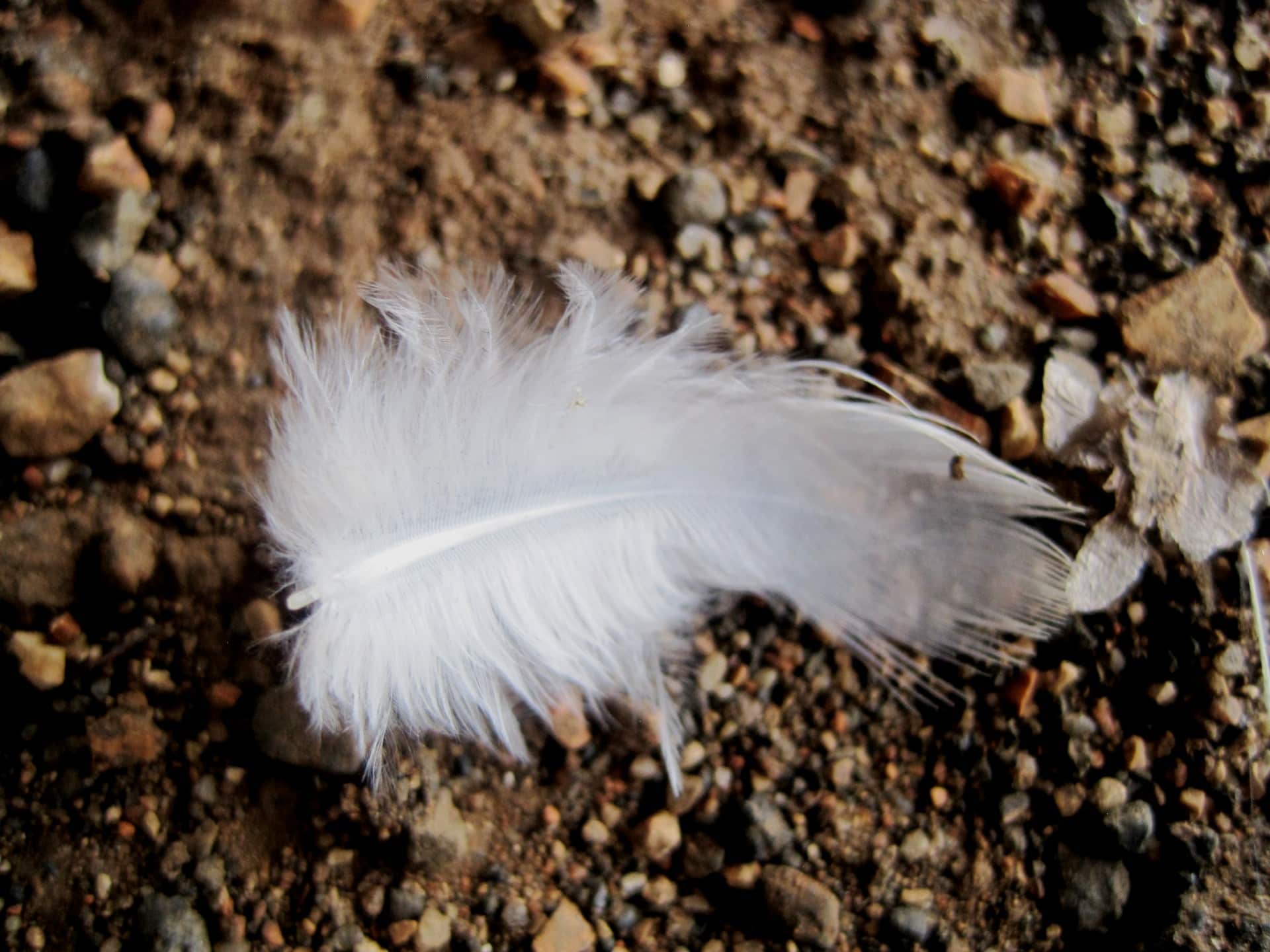 Plume blanche isolée sur le sol