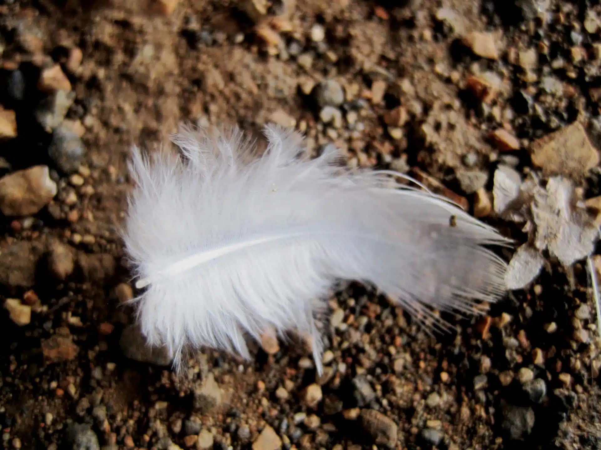 Plume blanche isolée sur le sol