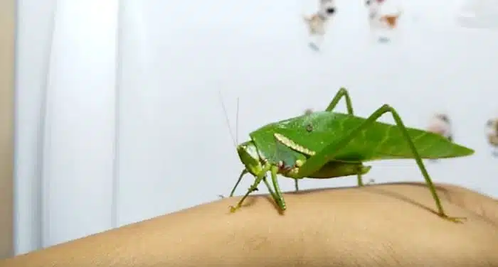 Insecte vert sur un mur