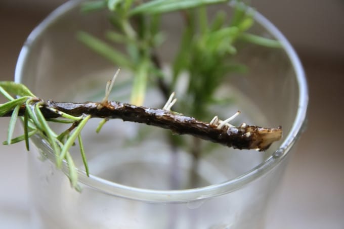 Gros plan sur les racines blanches et saines d'une bouture de romarin