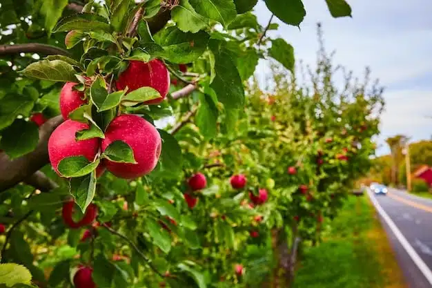 Une allée de pommiers en pleine campagne