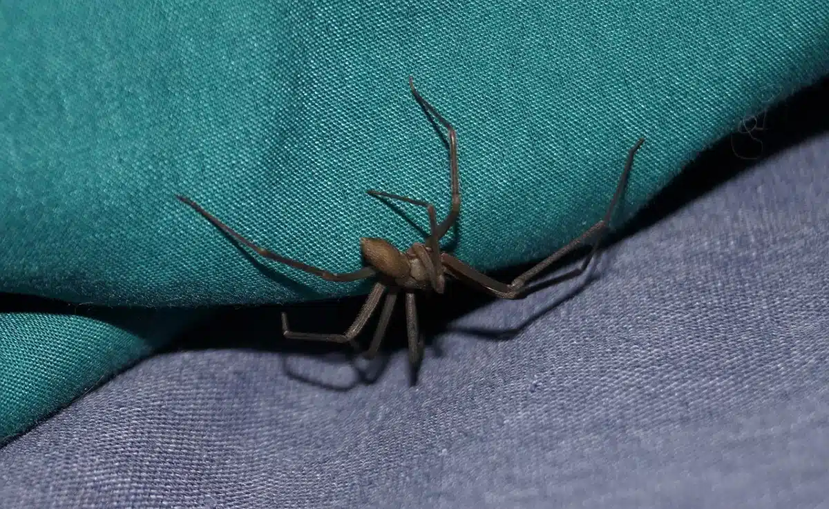 Morsure d'araignée recluse brune sur peau humaine