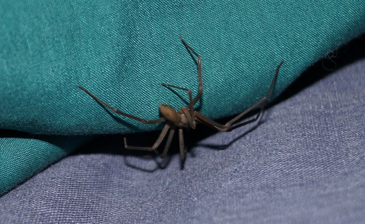 Toile irrégulière d'une araignée domestique brune