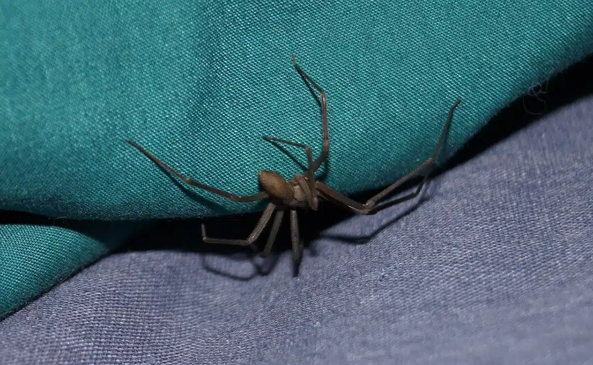Toile irrégulière d'une araignée domestique brune