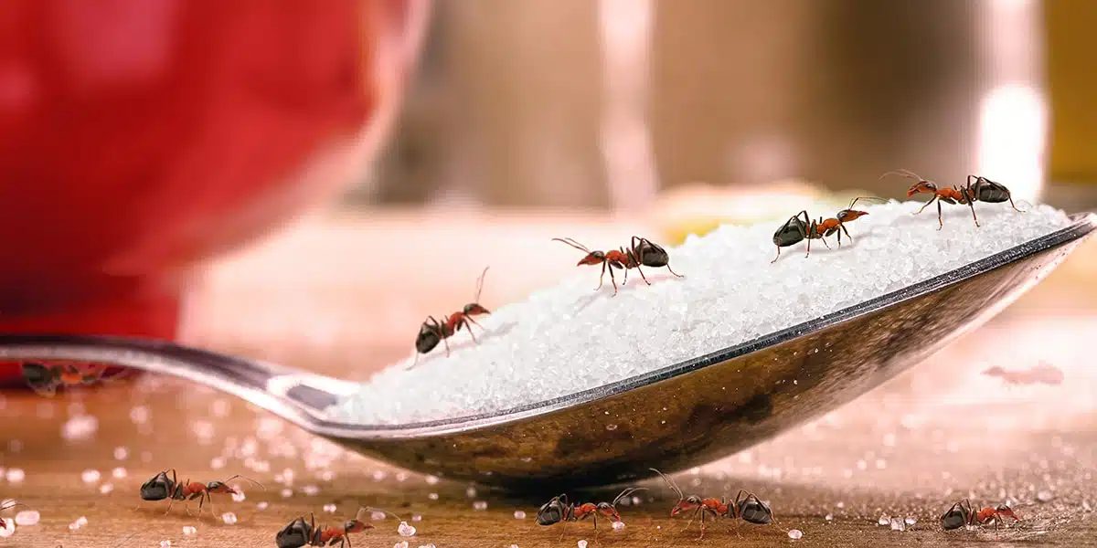 Piège maison contre les fourmis