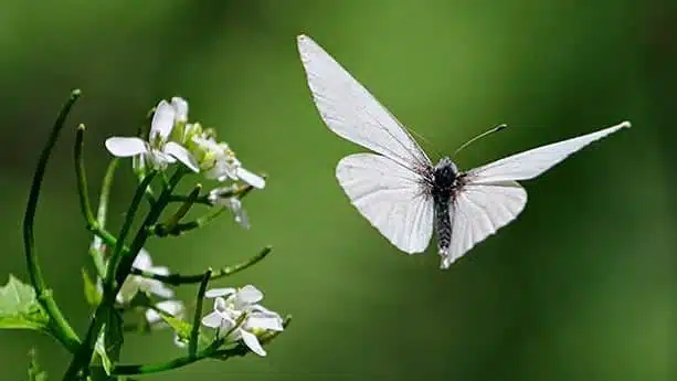 Papillon blanc volant dans un jardin