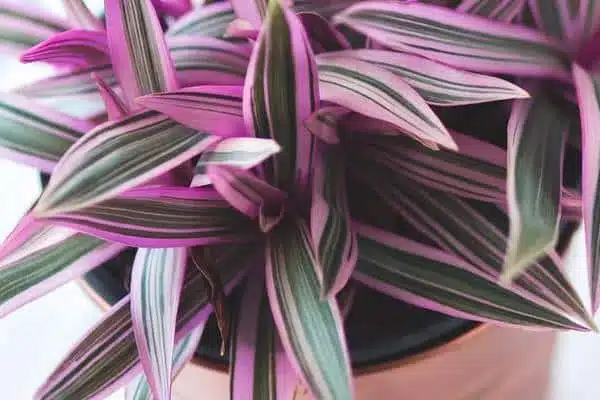 Variété panachée de Tradescantia
