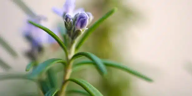 Branche fleurie de romarin sur un fond naturel
