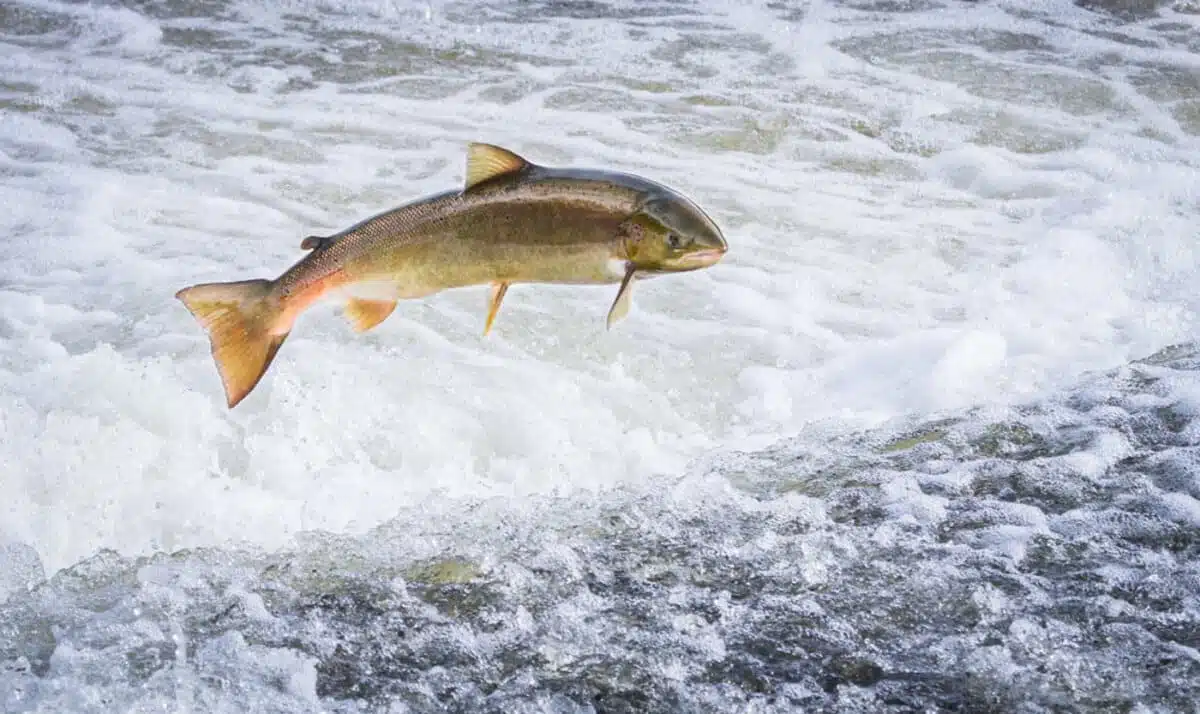 Saumon sautant hors de l'eau