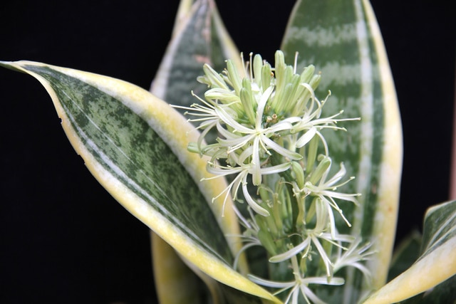 Fleur de Sansevieria trifasciata en détail