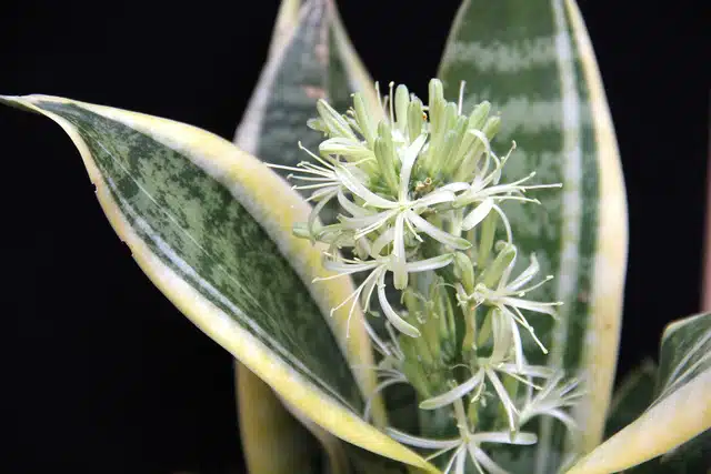 Fleur de Sansevieria trifasciata en détail