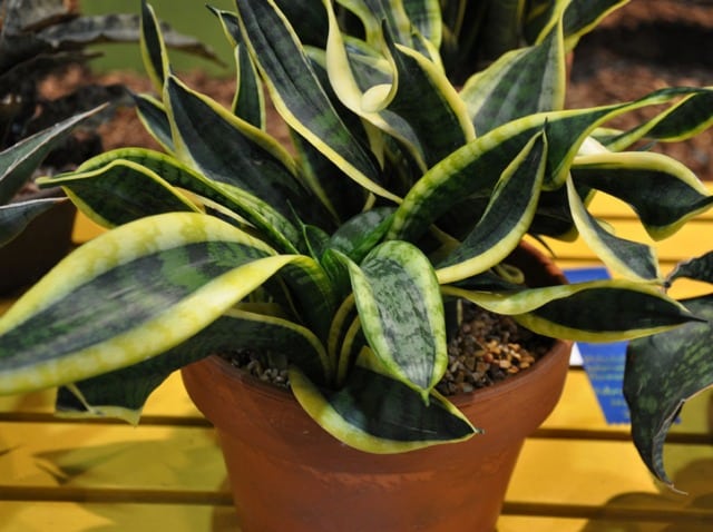 Sansevieria trifasciata en pot