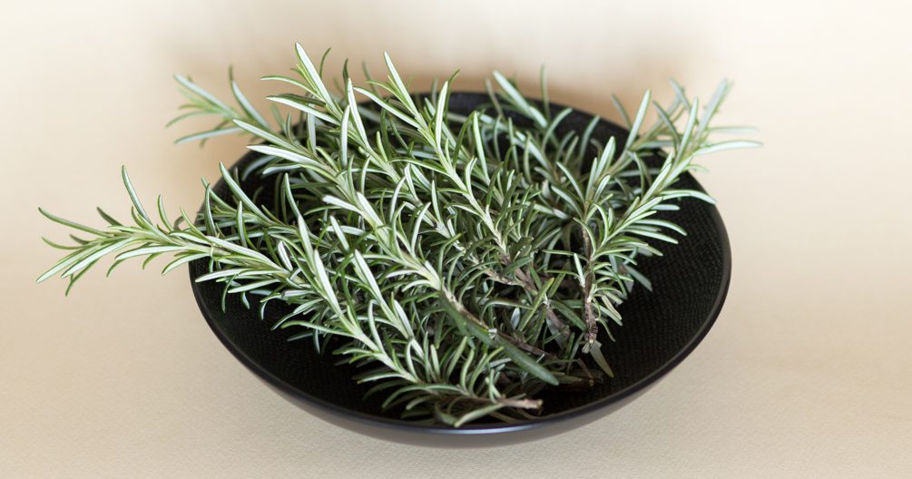 Mains transplantant une bouture de romarin enracinée dans un pot avec de la terre