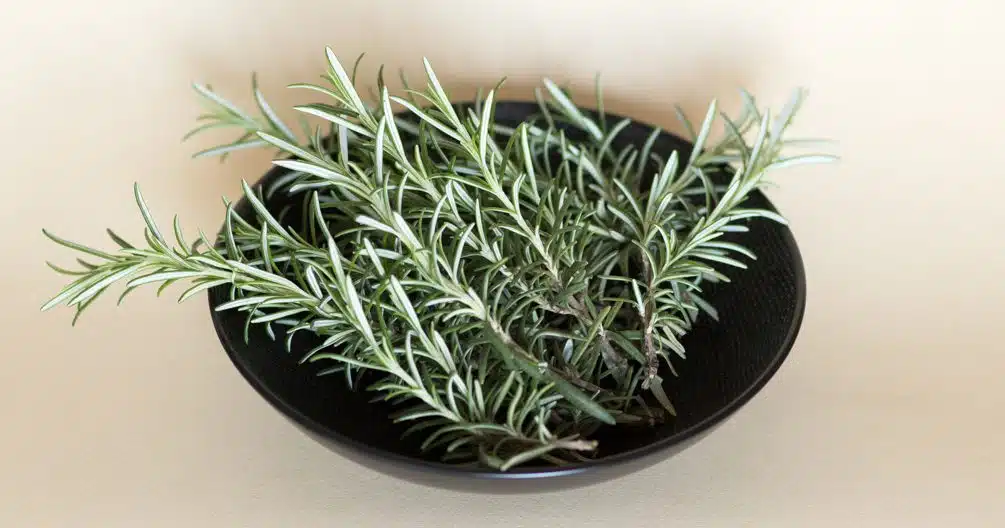 Mains transplantant une bouture de romarin enracinée dans un pot avec de la terre