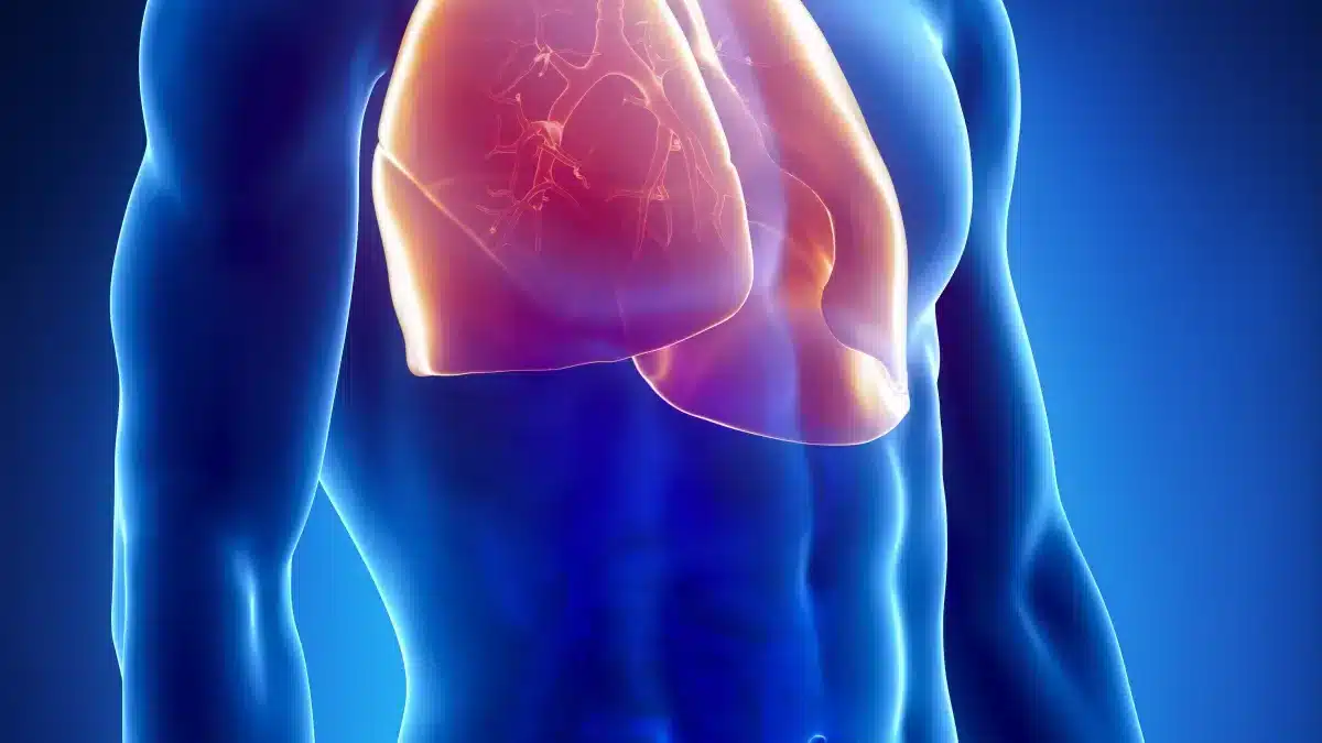 Schéma montrant les nerfs intercostaux