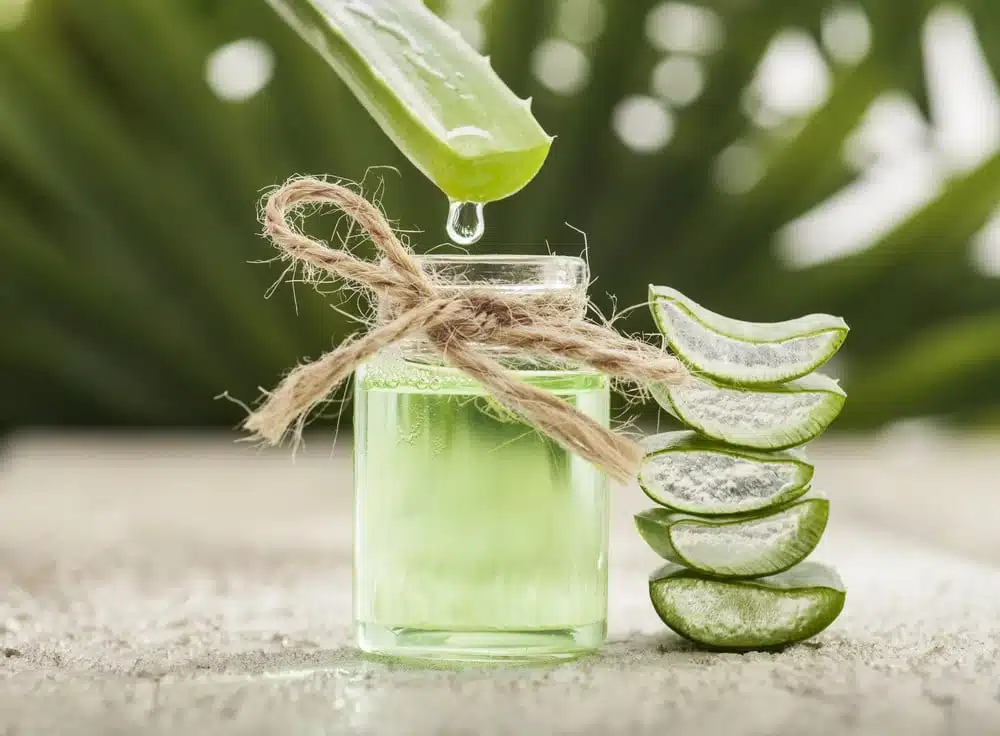 Feuille d'aloe vera coupée en deux