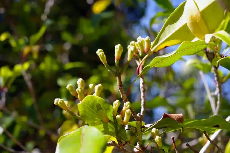 Giroflier mature en pot avec ses feuilles caractéristiques