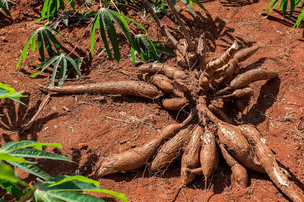 Racines de manioc fraîches sur un marché coloré