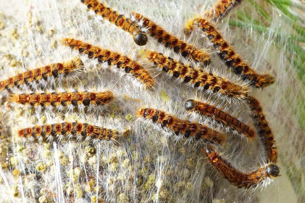 Chenilles processionnaires sur un tronc d'arbre