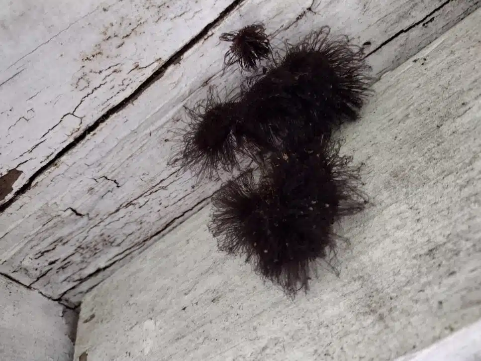Masse sombre suspecte dans un coin de chambre