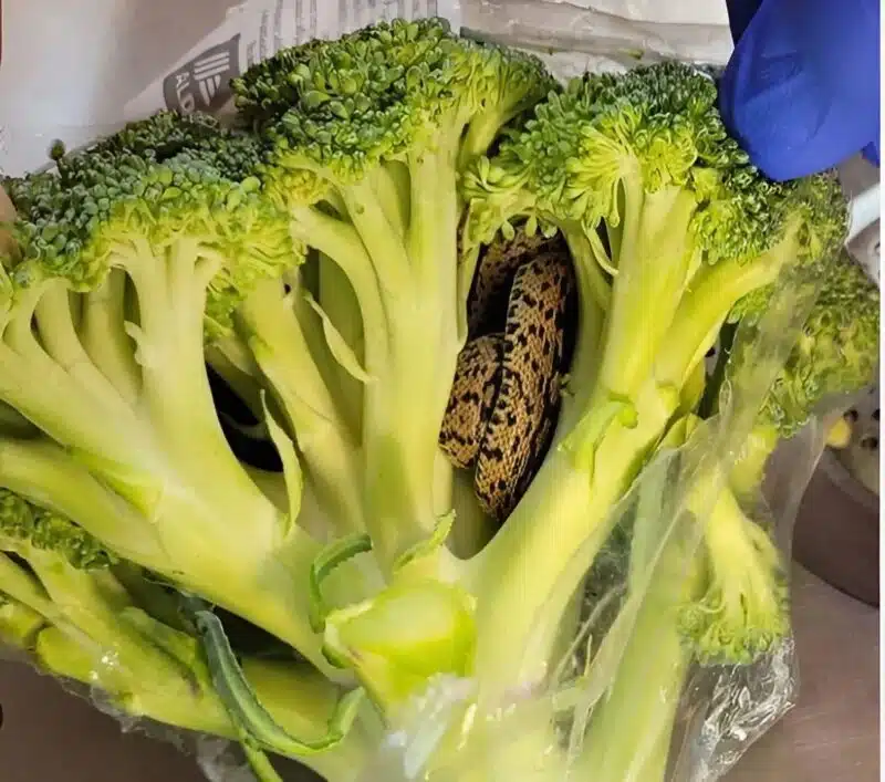 Serpent dans une boîte de transport