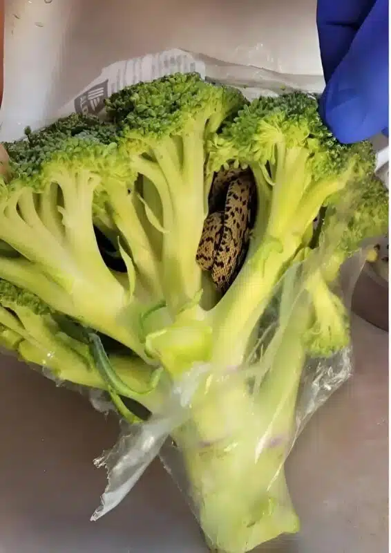 Main tenant un brocoli avec précaution