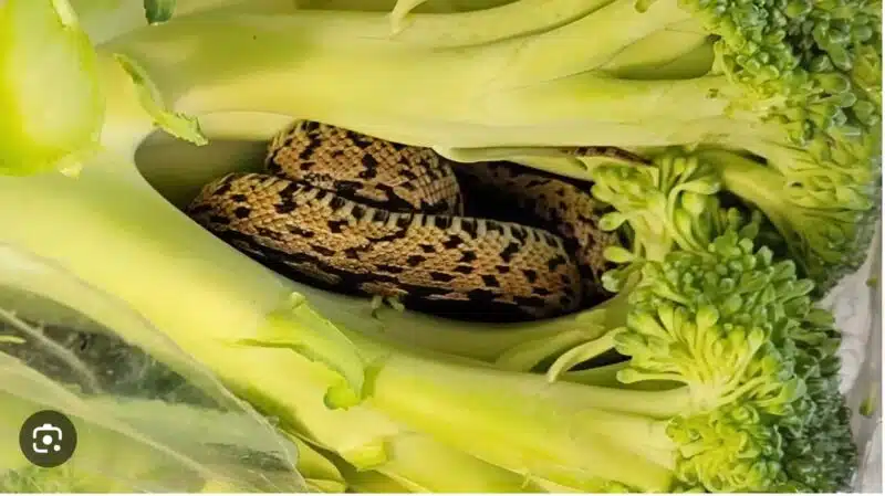 Brocoli ouvert révélant un serpent