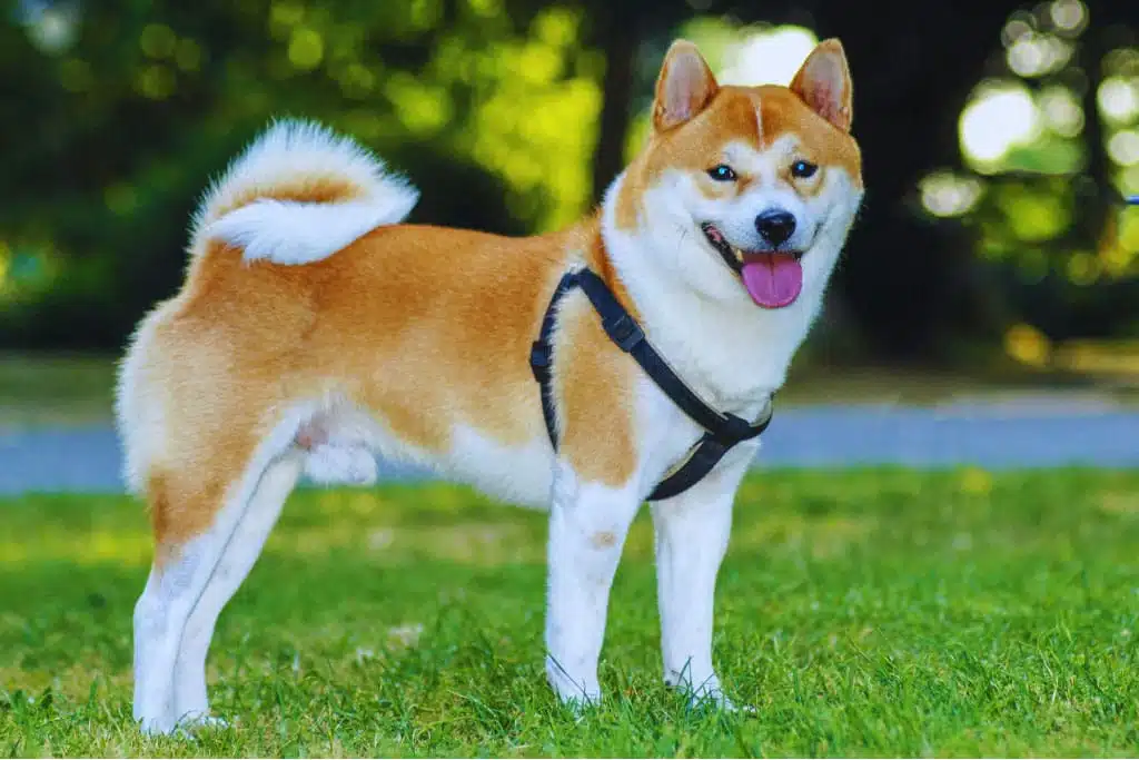 Shiba Inu observant attentivement