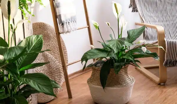 Plante dépolluante Spathiphyllum en pot