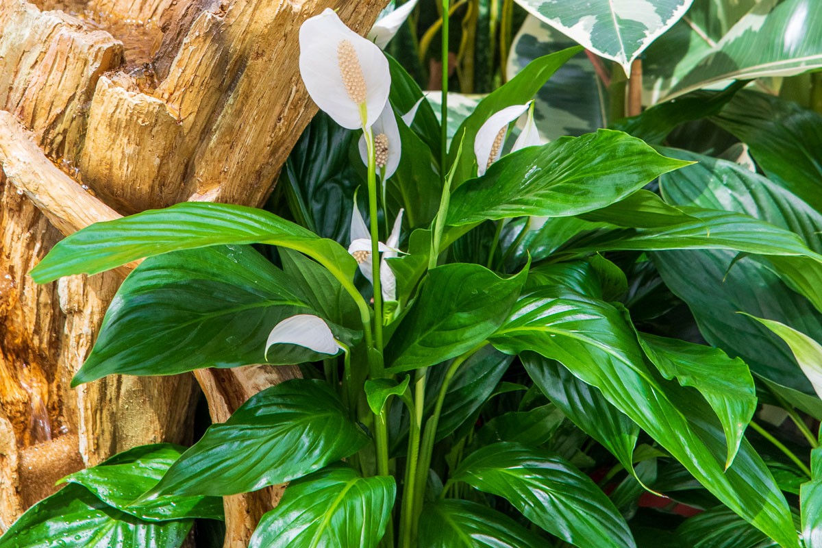 Spathiphyllum ou lis de la paix en pot, avec ses fleurs blanches &eacute;l&eacute;gantes