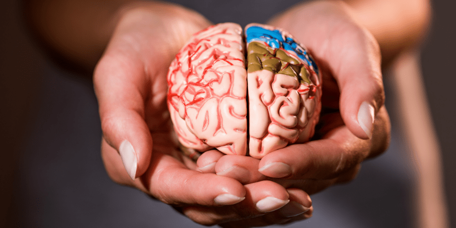 Sauge et cerveau en arrière-plan