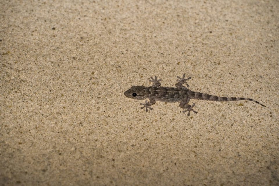 Gecko en train de chasser
