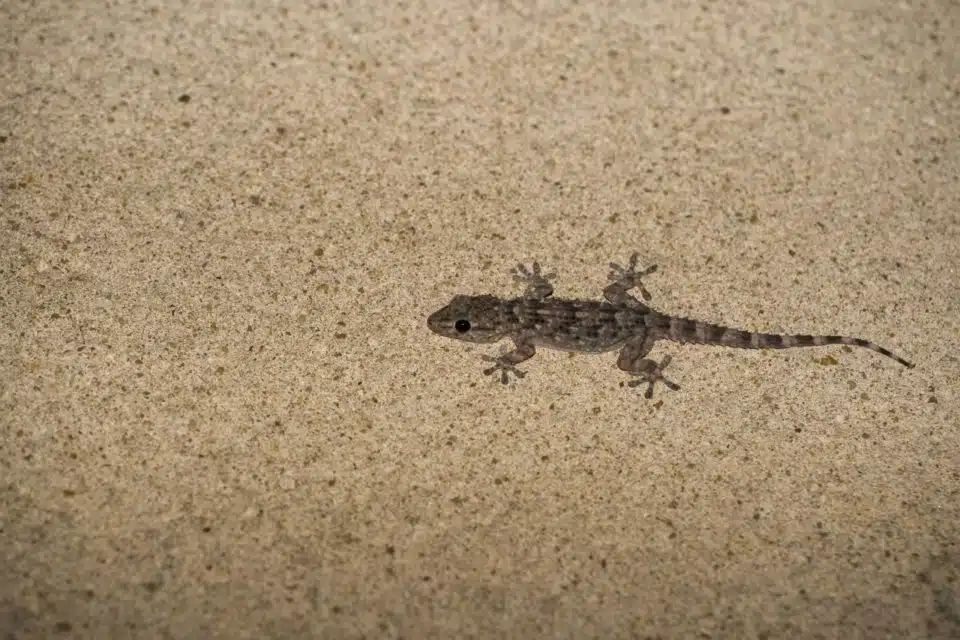 Gecko en train de chasser