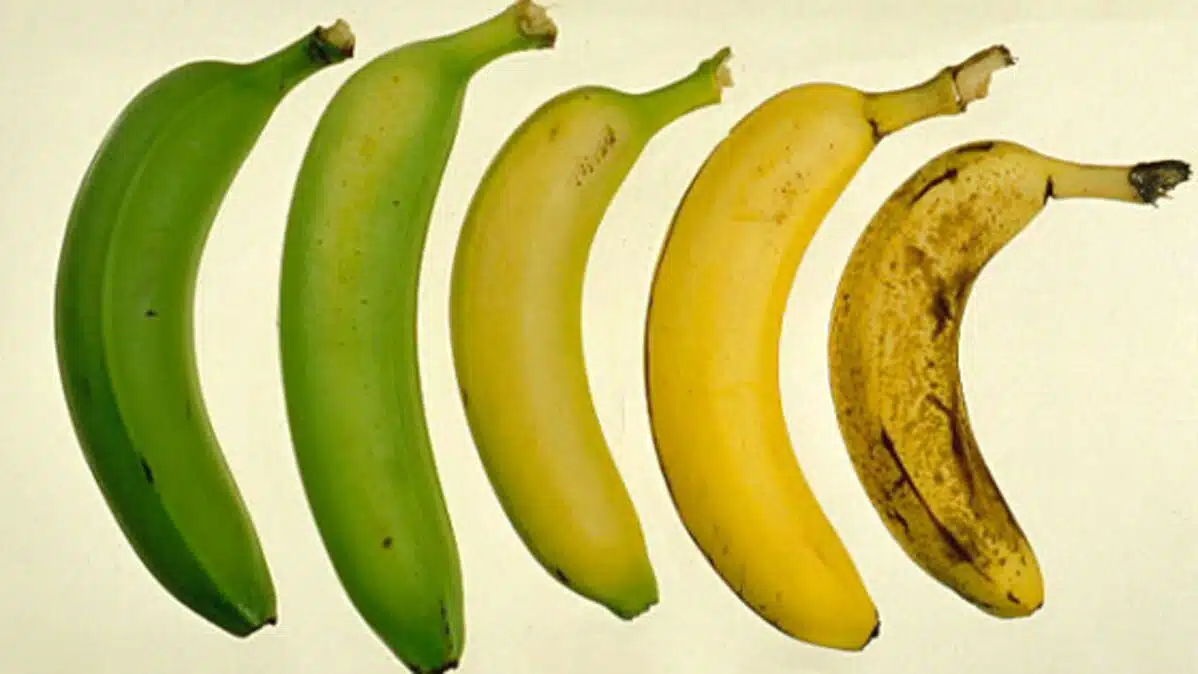 Verschillende stadia van bananenrijping