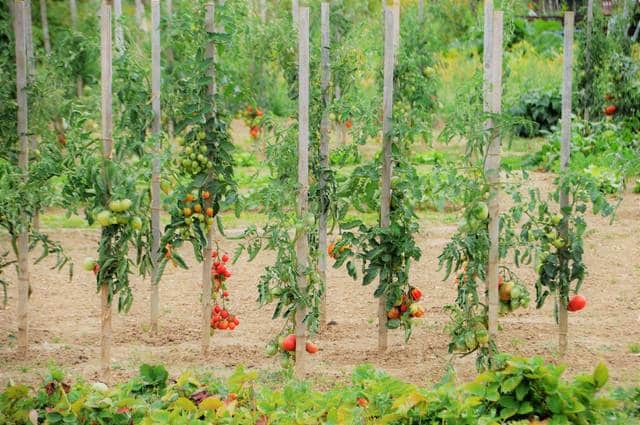 Potager naturel