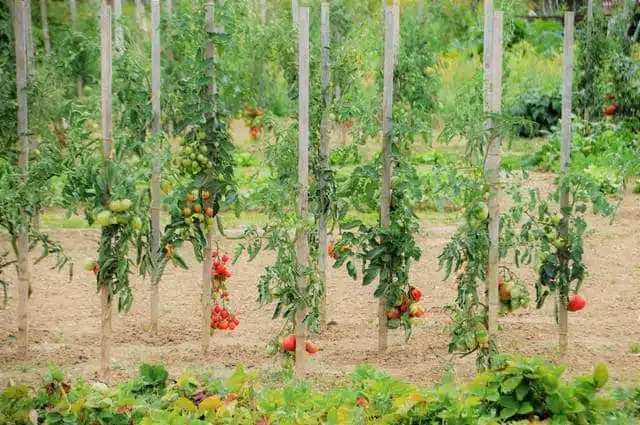 Potager naturel