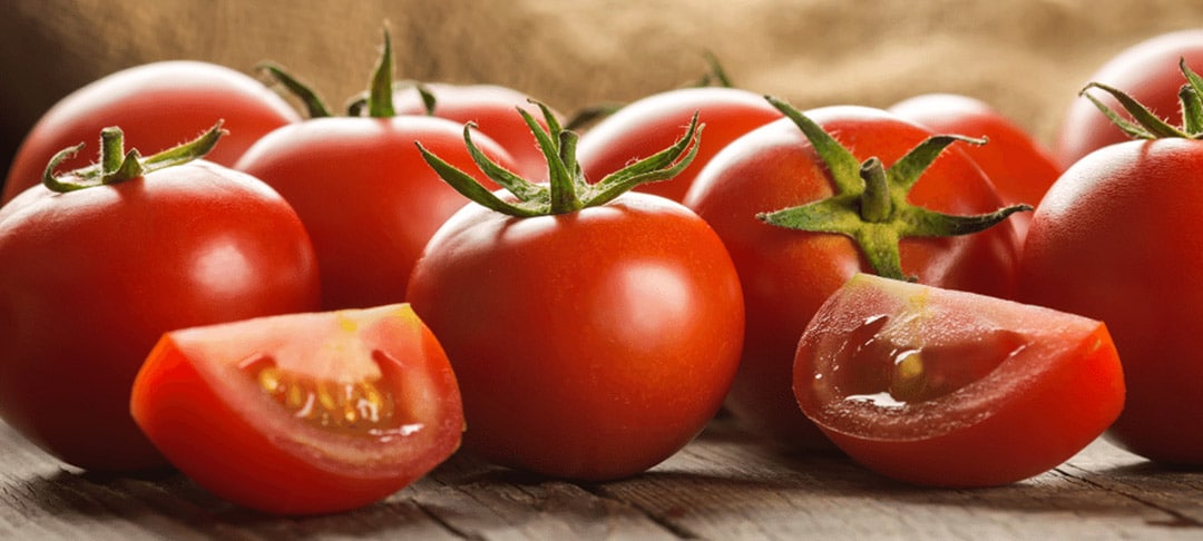 Tomates rouges mûres sur un plant