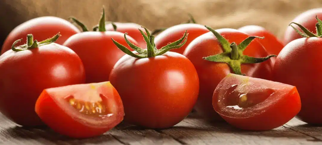 Tomates rouges mûres sur un plant