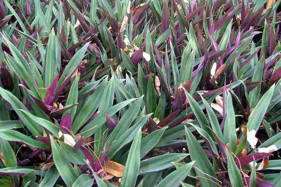 Plante Tradescantia discolor aux feuilles bicolores